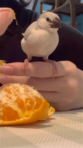 文鳥ねむくん、みかんチャレンジ（失敗）#bird #文鳥 #癒し #文鳥雛