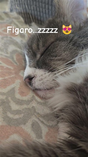 Cute Kitten Snoring-Figaro