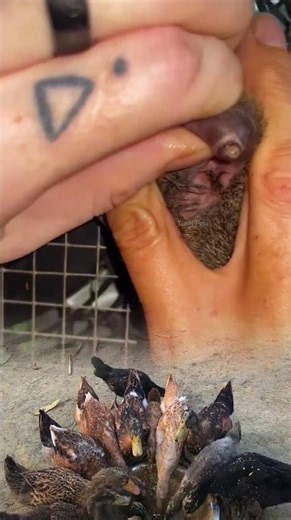 Double botfly larva removal from a squirrel with emergency wildlife treatment. #animalrescue