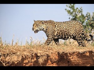 Semana de felinos salvajes | Discovery Latinoamérica