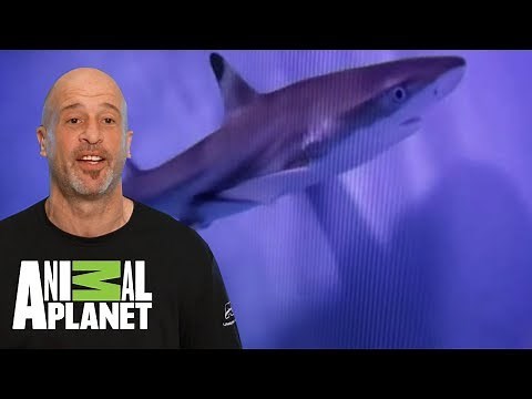 Un acuario gigante con tiburones | Con el agua al cuello | Animal Planet
