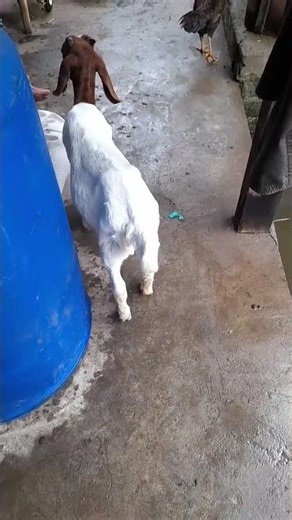 slamet bingung goleki papae..