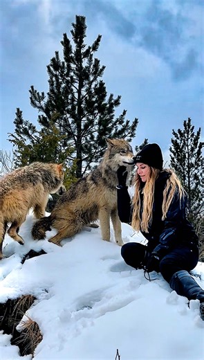 Understanding the American Wolfdog: A Unique Companion