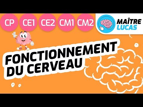 Fonctionnement du cerveau CP - CE1 - CE2 - CM1 - CM2 - Cycle 2 et 3 - Sciences Questionner le monde