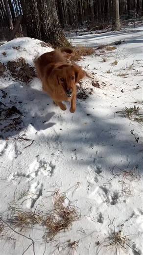 Understanding Dog Free Commands: A Guide for Owners