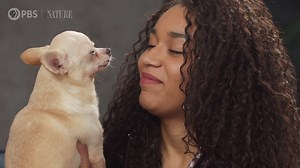 We've joined PBS Terra for Animal IQ, a show that explores the intelligence of some of our favorite creatures. Find out just how smart the animal kingdom is! | Nature | PBS