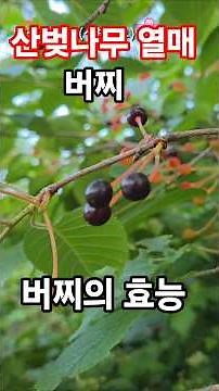 산벚나무 열매(버찌)가 익어갑니다🍒 #산골 #약용식물 #garden #트로트 #nature #정원 #자연 #버찌 #꽃 #꽃나무