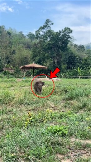 🐘 Why Baby Elephants Are Adorably Clumsy! 💛