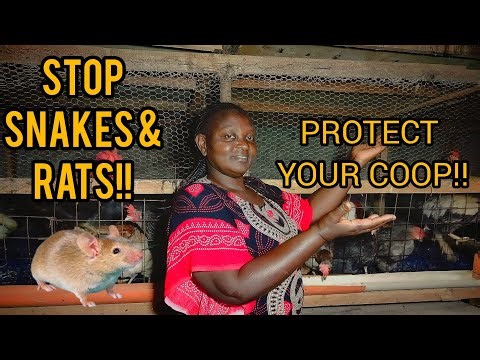 How I stop rats and snakes from killing my chickens#chickenbusiness #smallscalepoultry