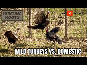 2 Wild Turkeys vs. 1 Domestic Turkey - Backyard Brawl