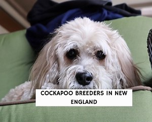 8 Best Cockapoo Breeders in New England! - We Love Doodles