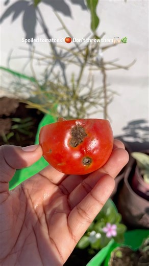 Grow tomatoes easily at home#gardening #tomato #easy
