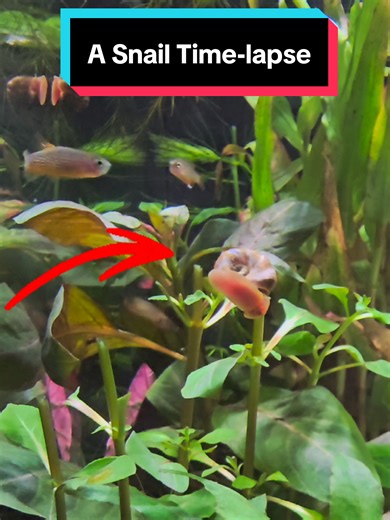 A Snail Time-lapse 🐌 ⏩️ #timelapse #ramshornsnail #snail #fishtank #aquarium