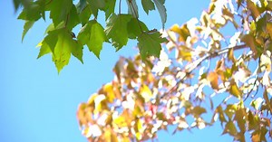 Years of extreme drought, this summer's extreme heat causing early fall color change in Minnesota