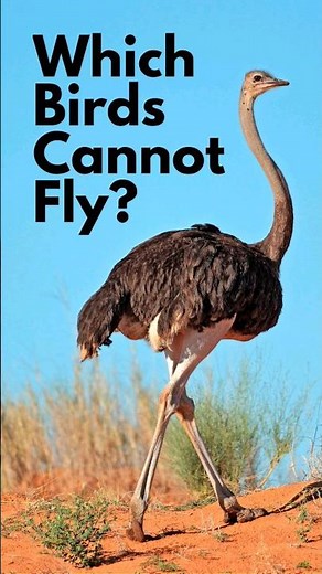 Which Birds Cannot Fly? | 8 Birds that Can't Fly | Flightless Birds #shorts #birds