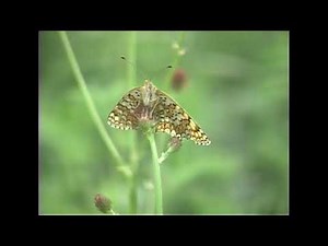 24年目の編集（へんしゅう）～モンゴル・テレルジの蝶①