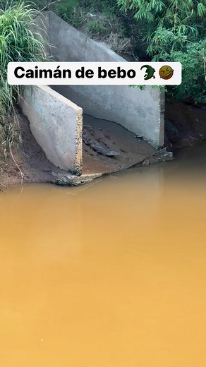 Caimán tomando un spa y cojiendo sol 🥵🔥🐊#bigcaiman #beautifulcaiman | La Pesca De Bebo