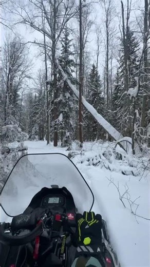 На снегоходе stels витязь по лесной дорожке #снегоход
