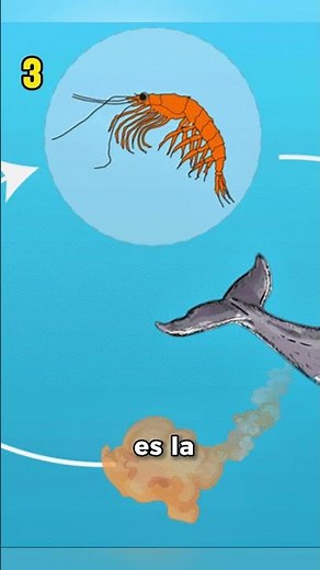 Ballena azul: 5 Datos que no sabías