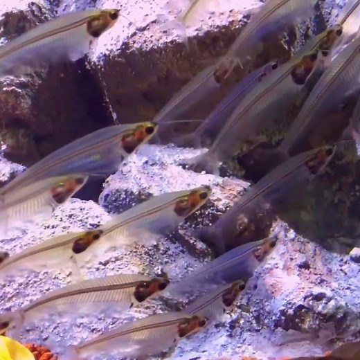 " Glass Catfish: The Transparent Marvel! 🐟✨ | Fishy Flex"