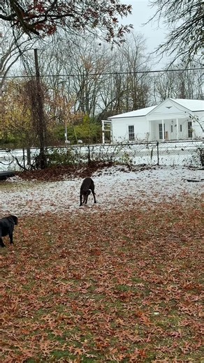 Labrador Puppy Experiences First Snow Adventure