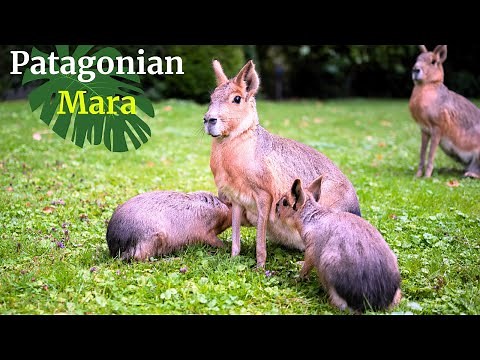 Amazing Patagonian Mara: A Wildlife Wonderland