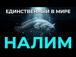101 Facts About the Burbot: The Only Freshwater Cod That Does Everything Its Own Way