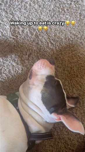 23 reactions · 10 comments | #dogmomlife #doglife #spoileddogs #foryouシpage | Yasmin Moses | Facebook