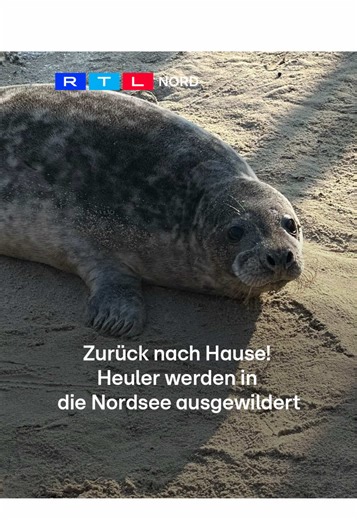 Nachdem sie ein bis zwei Monate aufgepäppelt wurden, durften diese kleinen Heuler jetzt zurück in ihr Zuhause, die Nordsee! #robbe #nordsee #tiere