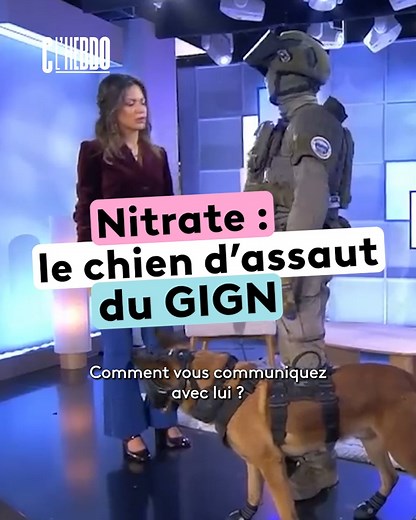 Nitrate est un chien d'assaut. Nicolas, maitre-chien au GIGN nous expliquait, sur le plateau en décembre 2023, les spécificités de ce chien. #CLHebdo #francetelevision #gign | C l'hebdo