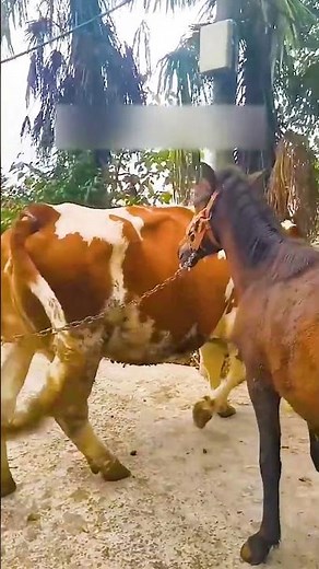 Raising Horses Every Day – Simple Country Life 161