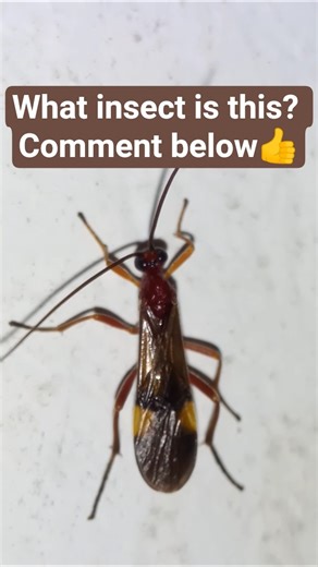 Serangga🐝insect🐝insecto🐝inseto