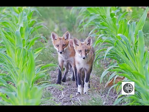 Animaux sauvages du Canada / Wild Animals of Canada