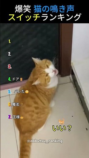 爆笑 猫の鳴き声スイッチランキング😹TOP7