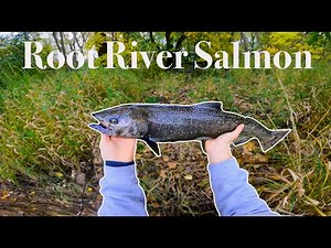 Fishing the Root River for Salmon