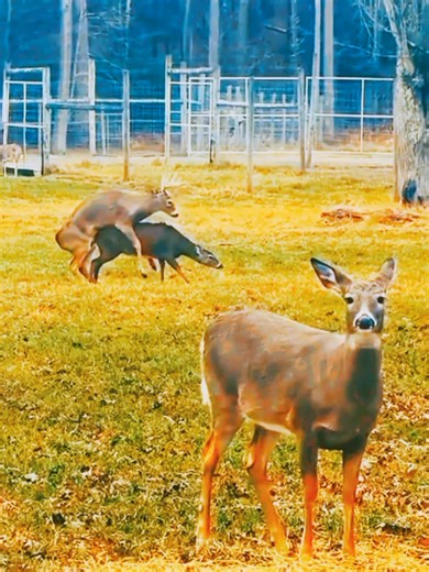 Captivating Moments with Bucks in Nature