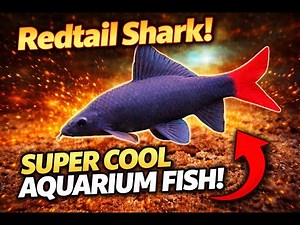 Redtail Shark - Care Guide