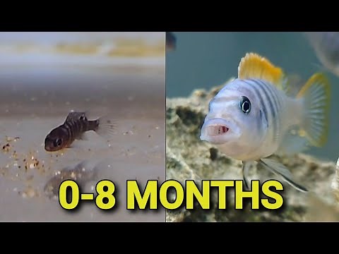 African Cichlid Growth Rate Malawi Mbuna - Beautiful African Cichlids