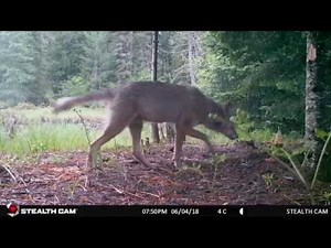 Algonquin Park Trail Cam Footage 2018
