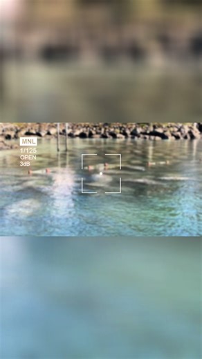 Few places on Earth compare to Kings Bay during peak manatee season. Hundreds of gentle giants gathered in one place—come witness it for yourself. Book now at Tommybboating.com.#Florida #winter #boat #tours #familyfun