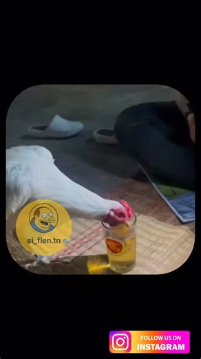 ‎Si Flen | سي فلان‎ on Instagram