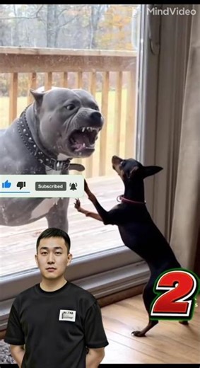 Pocket-Sized Dog Roars at Giant... Epic Fail Incoming! 🤣#funnyfails #epicfail #failarmy