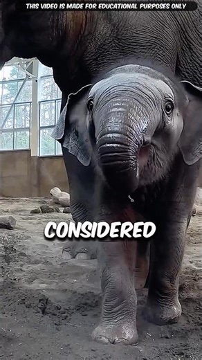 The Science Behind Bathing A Baby Elephant | #shorts