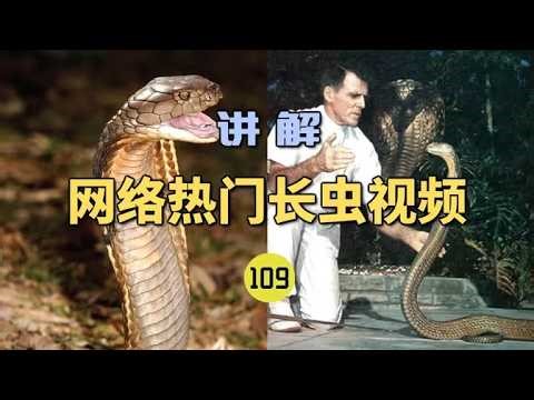 4K | Popular online video about snake bites (109): Man bitten by venomous snake 172 times! Miracu...