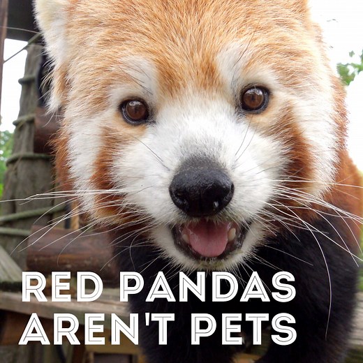 🐾 Why a Red Panda wouldn't make a good pet! 👉 Red Pandas face a number of threats in the wild, but one of the latest challenges for them to overcome is the illegal pet trade. Here's why... 🙏 Thank you to our brilliant partner, Red Panda Network for their ongoing fieldwork to protect Red Pandas! | Hertfordshire Zoo