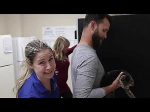 How to Socialize Your Cat