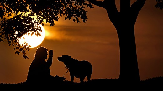 FDA approves long-acting flea treatment for dogs, marking veterinary breakthrough