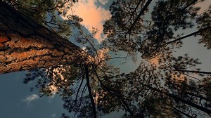 Trees, Forest, Field, Wood