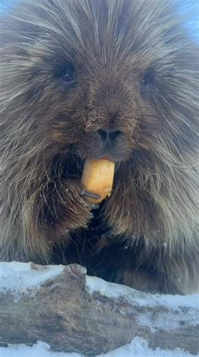 Chomp chomp chomp 🦔 Come get an up close experience with one of our porcupines during a Walk on the Wild Side Tour, offered daily year-round! Visit our website to learn more and book your reservation: https://alaskawildlife.org/education/tours/ | Alaska Wildlife Conservation Center
