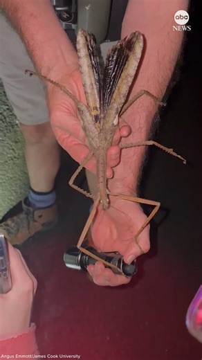 Scientists discovered a giant new species of stick insect in Australia at the end of last year, measuring over 15 inches long and possibly the heaviest insect in the country.